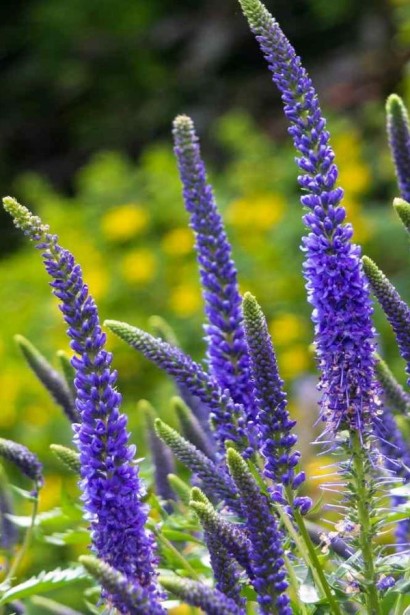 Вероніка блакитні колосисті суцвіття